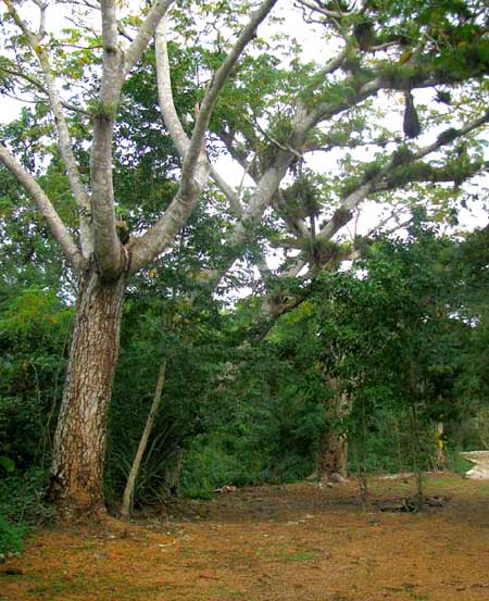 GUANACASTE