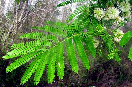 GUANACASTE leaves