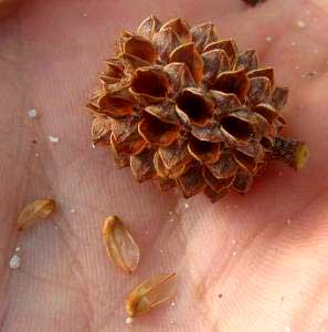 AUSTRALIAN PINE seeds