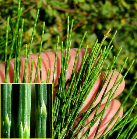 AUSTRALIAN PINE needles