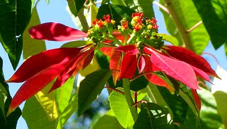 POINSETTIA, flowering head