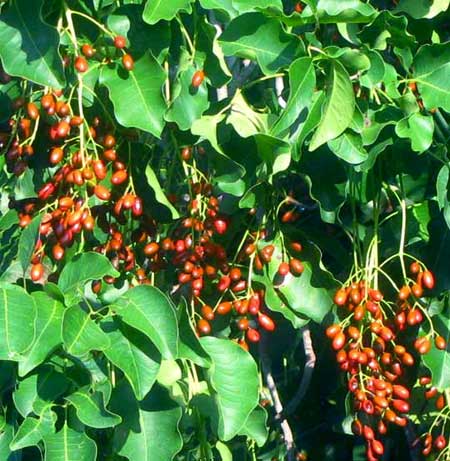 POISONWOOD fruits