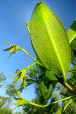 RED MANGROVE flowers