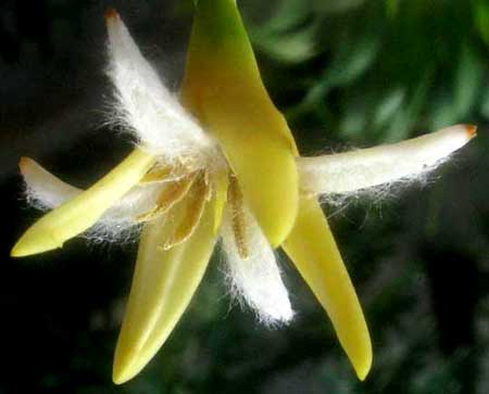 RED MANGROVE flower