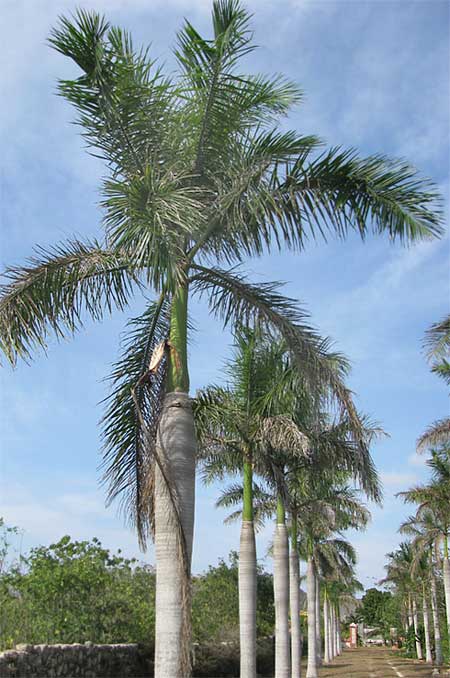 Royal Palms
