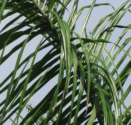 Royal Palm frond pinnae