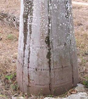 Royal Palm trunk with water running down it