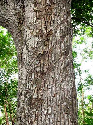 SAPODILLA trunk