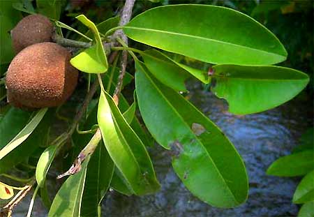 SAPODILLA