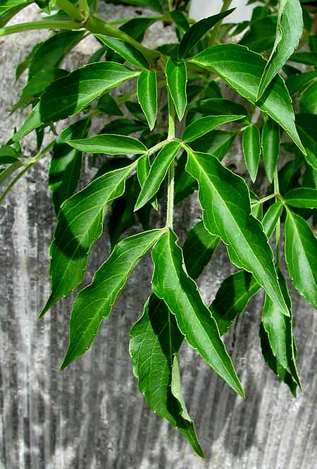 MEXICAN ELDER, leaf