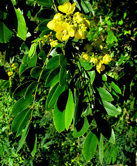 SENNA flowers