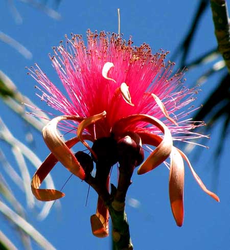 SHAVINGBRUSH TREE, flower