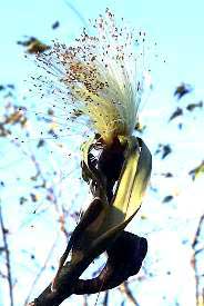 SHAVINGBRUSH TREE, white flower