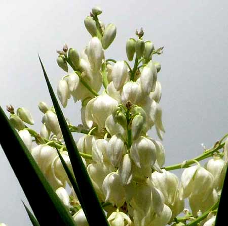 SPANISH BAYONET flowers