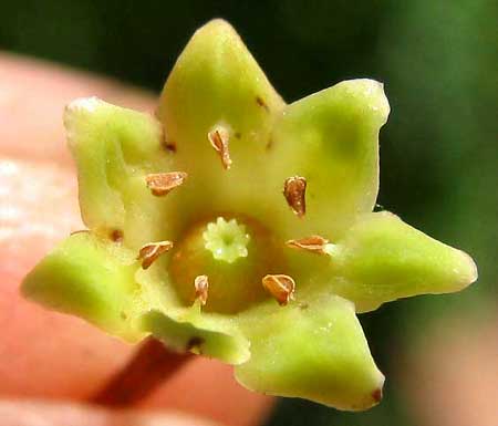 STAR-APPLE flower