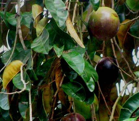 STAR-APPLE, fruit on tree