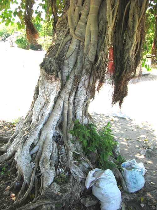 Strangler Fig