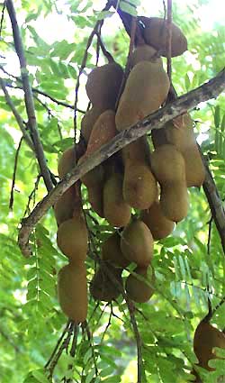 TAMARIND