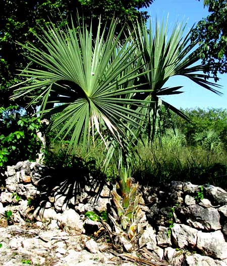 THATCH PALM