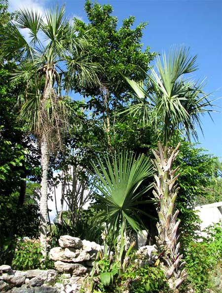 THATCH PALM trees