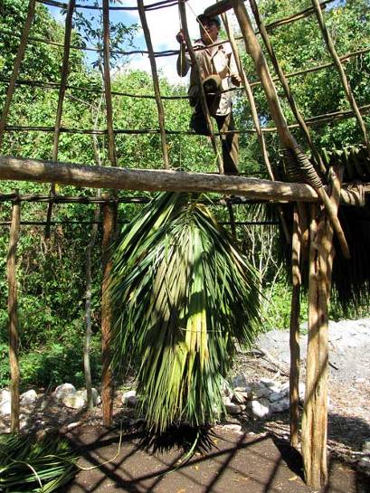 THATCH PALM, thatching