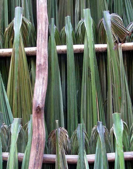 THATCH PALM thatch from inside hut
