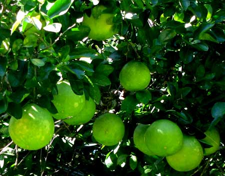 GRAPEFRUIT on tree