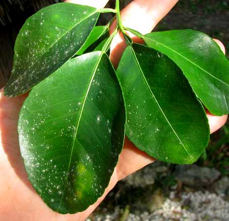 GRAPEFRUIT leaves