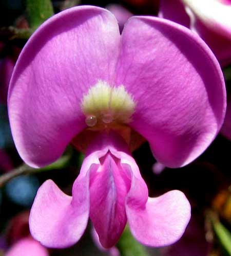 TROPICAL LILAC, flower