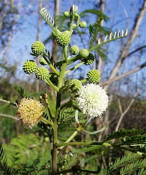 Wild Tamarind flowering heads