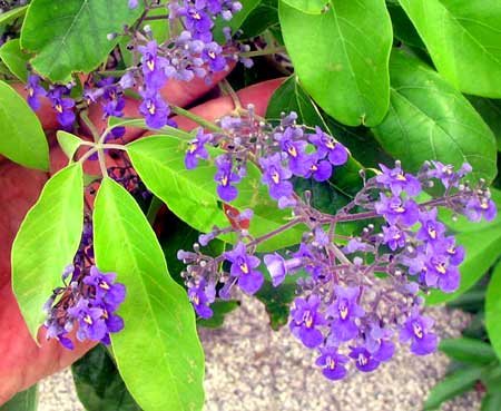 VITEX