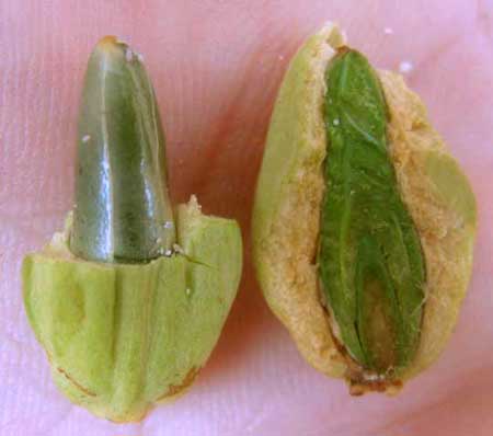 WHITE MANGROVE fruits opened