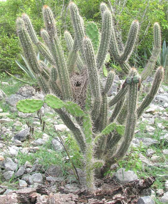 OPUNTIA INAPERTA or Nopalia gaumeri, & Cephalocereus gaumeri