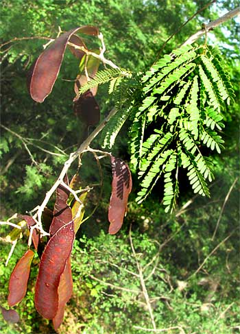 ACACIA GAUMERI, fruits or legumes