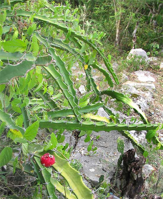 ACANTHOCEREUS TETRAGONUS