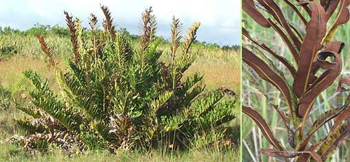 Giant Leather Fern, Acrostichum danaefolium