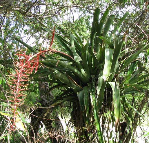 AECHMEA BRACTEATA