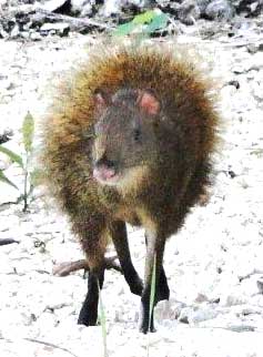 Agouti with raised hairs, photo by Ashley Smith