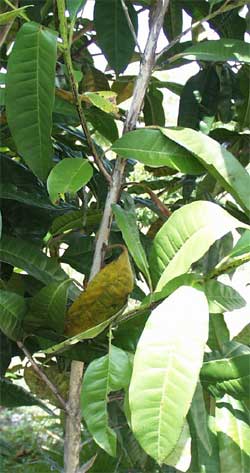 Allspice leaves, Pimenta dioica