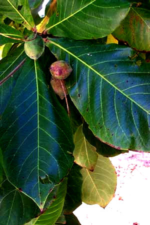 Tropical Almond fruits, Terminalia catappa