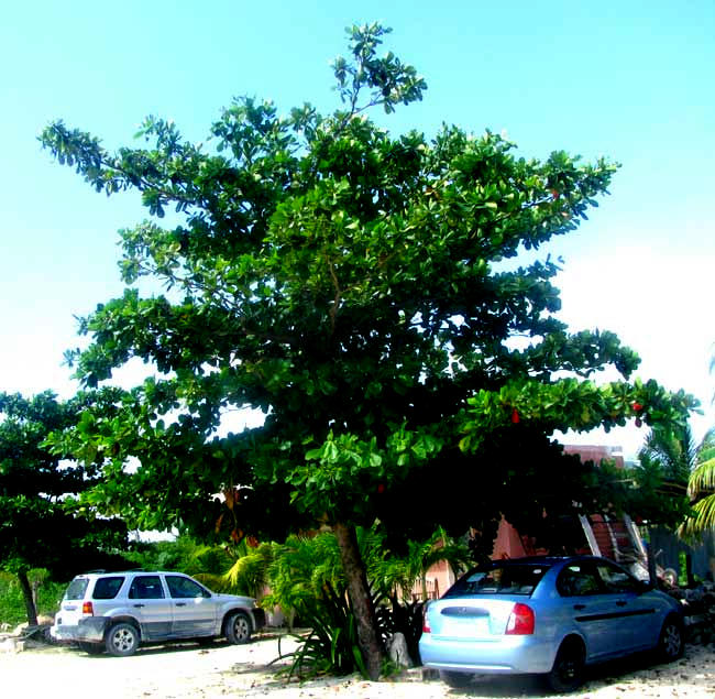 Tropical Almond Tree, Termanila catappa