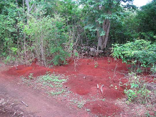 Leafcutter ant mounds