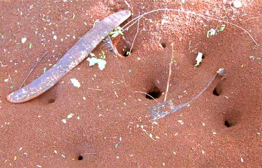 Leafcutter ant mounds