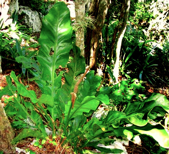 ANTHURIUM SCHLECHTENDALII