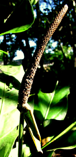 ANTHURIUM SCHLECHTENDALII spadix