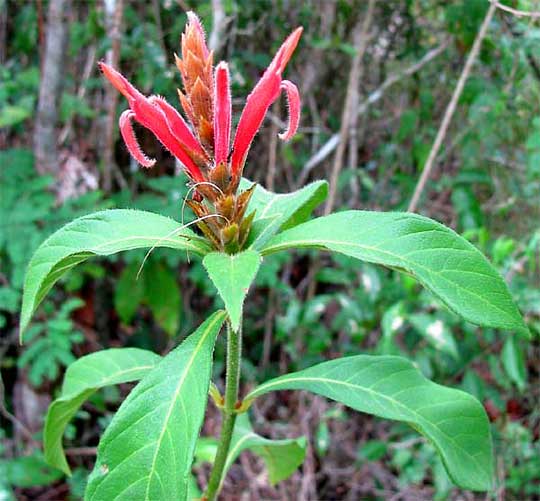 Aphelandra