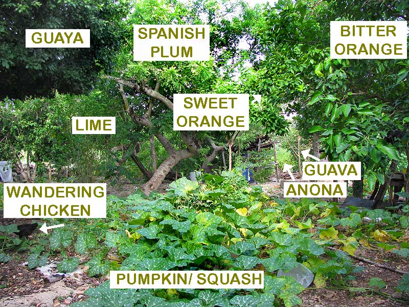 agroforestry among the Maya in Yucatán, Mexico