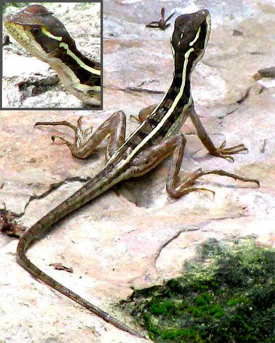 Striped Basilisk, BASILISCUS VITTATUS