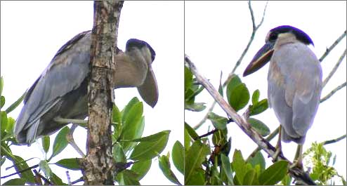 Boat-billed Heron, photo by Cotting White