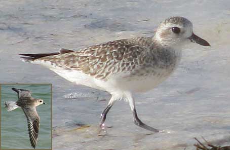 Black-bellied Plover, Pluvialis squatarola